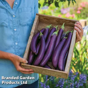 Aubergine Violet Knight F1 1 Seed Packet