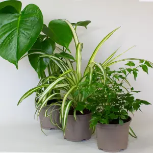 3 x Mix of House Plants in  10.5cm Growers Pots