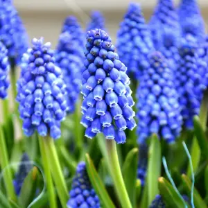 6 x Pots of Grape Hyacinth Spring Bulbs - Winter Flowering Muscari Cultivated Bulbs