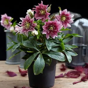 Helleborus orientalis Hello Amber 14cm Potted Plant x 2