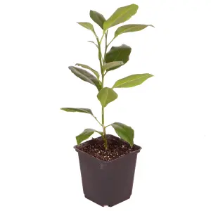 Citrus Calamondin 'Panama Orange' Tree in a 9cm  Pot - Ready to Plant Orange Tree for Pots, Planters and in The Ground Grow Your O