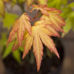 Japanese Maple Acer palmatum 'Orange Dream' in a 3L Pot - Outdoor Garden Ready Trees for Oriental Style Gardens - Oriental Maple T