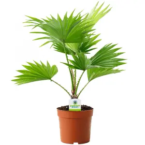 Livistona Palm - Compact Tropical Beauty for Indoor Environments (12cm, 25-35cm)