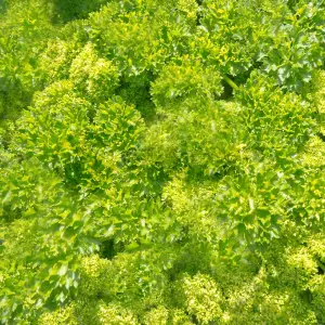 Curly Parsley (10-20cm Height Including Pot) Garden Herb Plant - Aromatic Biennial, Compact Size