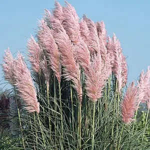 Pampas Grass 'Rosea' - Pink Cortaderia Plant in 2 Litre Pot - 35-45cm High