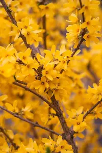 3ft Forsythia (Spectabilis) Field Grown Bare Root Hedging Plants Tree Whip Sapling - Pack of 10