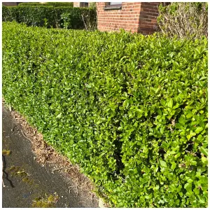 3 Green Privet Plants 3-4ft Tall, Evergreen Hedging, Grow a Quick, Dense Hedge 3FATPIGS