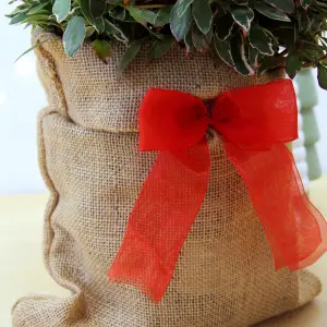 Azalea Hot Shot Plant in 3L Pot with Hessian Gift Wrap - Evergreen Flowering Garden Shrub - Easy to Grow Christmas Gardening Gift