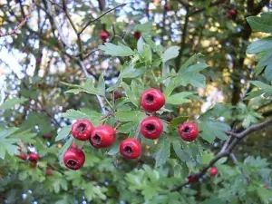 1-2ft Hawthorn (Crataegus Monogyna) Wildlife Friendly Bare Root Hedging Plants - Pack of 10