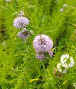 Lincolnshire Pond Plants Ltd Marginal Plants - Pond Plants (Preslia Cervina) - 9cm Bareroot