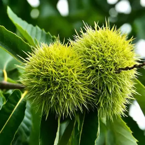 Lincolnshire Fruits Sweet Chestnut Marion De Lyon Potted 12 Litre