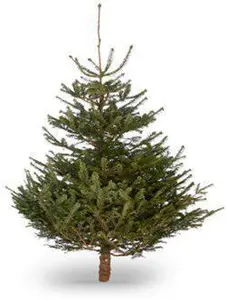 180-210cm 6ft Nordmann Fir Large Full Real Cut Christmas Tree