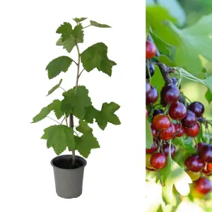 1 x Jostaberry Bush (Ribes x nidigrolaria) in 9cm Pot - 35-45cm in Height - Gooseberry/Blackcurrant Hybrid