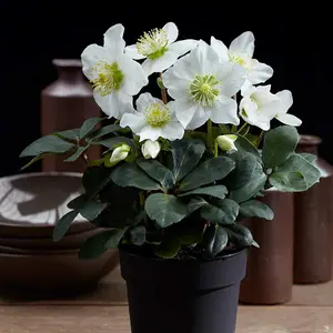 Hellebore Christmas Carol 12cm Potted Plant x 2