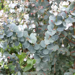 6 x Eucalyptus Gunnii Azura Hedging Plants -  9cm Pots - Rare Variety of Gum Tree