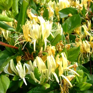 Lonicera Halliana Garden Plant - Fragrant Flowers, Compact Size (30-40cm Height Including Pot)