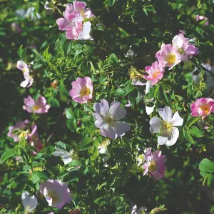 Hedge Dog Rose (Rosa canina) 1 Bare Root Plant