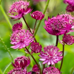 Astrantia Venice Burgundy - Masterwort, Perennial Plant (15-30cm Height Including Pot)