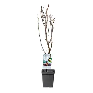 'Doyenne du Comice' Pear Patio Fruit Tree in a 5L Pot 90-110cm Tall