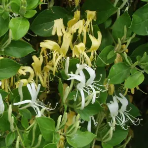 Lonicera Halliana Garden Plant - Fragrant Flowers, Compact Size (30-40cm Height Including Pot)