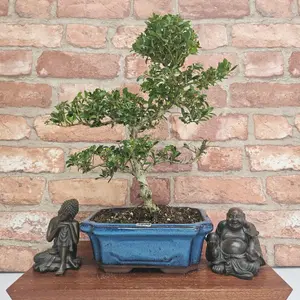 Japanese Holly (Ilex Crenata) Bonsai Tree - Shaped - In 20cm Pot