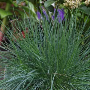 4 Pack Ornamental Grass Mix - Patio & Garden Decorative Grasses