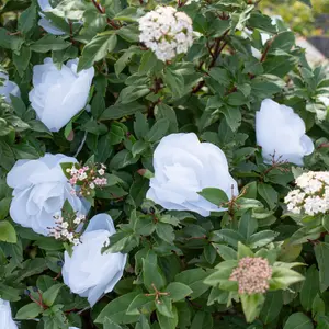 ValueLights Set of 20 White Floral  Outdoor Garden Solar String Lights