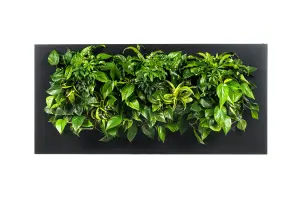 LIVE PICTURE - Living wall frame - 152cm - Black