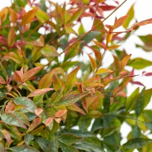 2 x Nandina Firepower Domestica in 9cm Pots - Heavenly Bamboo - Evergreen Shrubs