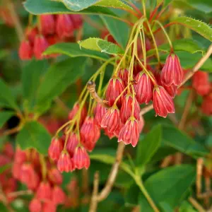 Enkianthus Red Bells Garden Shrub - Bell-Shaped Red Blooms, Green Foliage, Compact Size, Hardy (15-30cm Height Including Pot)