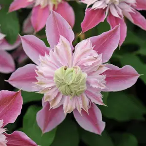 Clematis Josephine Pink Flowering Vine Climbing Plant 60cm Cane 3L Pot