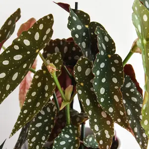 Houseplant Begonia Maculata - 1 Plant (12cm Pot)