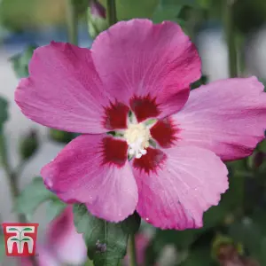 Hibiscus Woodbridge Standard 19cm Potted Plant x 1