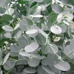 6 x Eucalyptus Gunnii Azura Hedging Plants -  9cm Pots - Rare Variety of Gum Tree