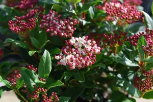 1 x Viburnum Tinus Purpureum - Laurustinus Purpureum - Plant in 9cm Pot