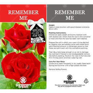 Remember Me Red Rose - Outdoor Plant, Ideal for Gardens, Compact Size