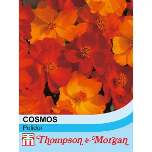 Cosmos Polidor 1 Packet (100 Seeds)