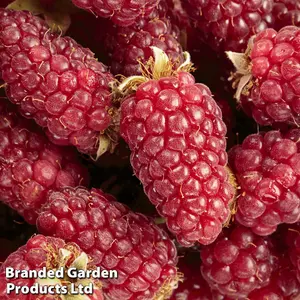 Fruit Tayberry (Rubus) 9cm Potted Plant x 3