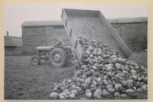 Garden Market Place Massey Ferguson MF35 Tractor & Trailer Tipping Turnips Canvas Picture Print- Black and White