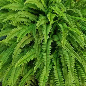 Boston Fern in 9cm Pot - Nephrolepis exaltata - Perfect Plant for Beginners