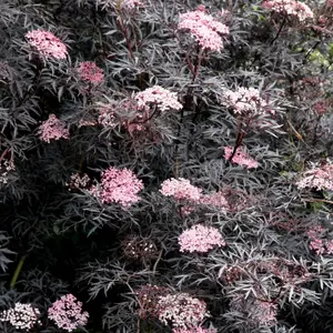 Porphyrophylla Eva Black Elder Shrub Plant Sambucus Nigra 12L Pot 80cm - 100cm