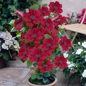 Clematis Patio Nubia Boulevard in a 10.5cm Pot (Pack of 2)