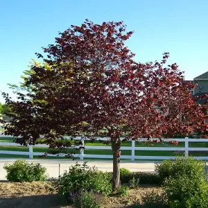 Cercis Forest Pansy Tree - Heart-Shaped Red and Green Foliage, Pink Flowers, Compact Size (5-6ft)