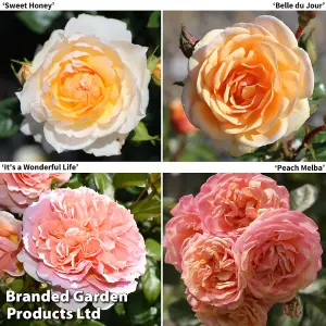 Rose of the Year Collection-  4 Bare Root Plants