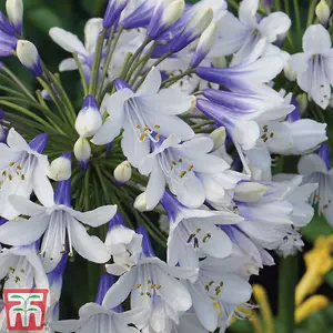 Agapanthus Twister 9cm Potted Plant x 1