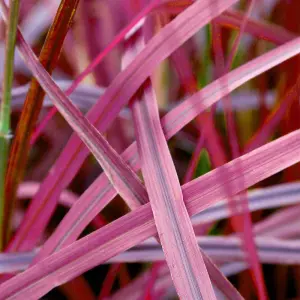 Pennisetum Fire-works 9cm Potted Plant x 1