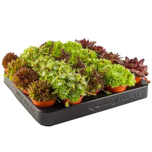 Sempervivum Plants - 20 Hen and Chick Indoor Plant Mix, Evergreen Houseplant Collection in 5.5cm Pots