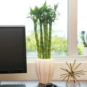 Lucky Bamboo 40cm Stems - 3 Straight Stems - Dracaena Sanderiana - Indoor Plant Gift