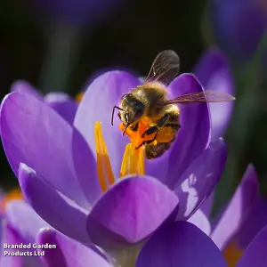 Spring Flowering Mixed Bulbs Saver Collection 200 Bulbs