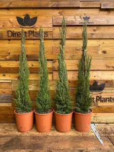 Italian Cypress Tree Cupressus Sempervirens 3ft Tall Large Supplied in a 7.5 Litre Pot